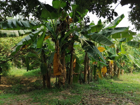 一排香蕉树
