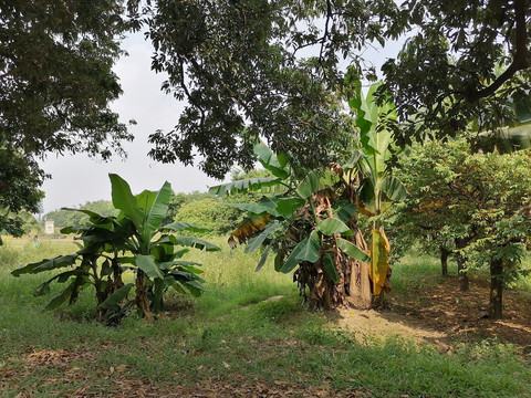 矮小的香蕉树