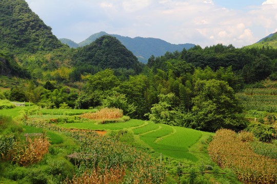 田园