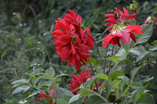 山芋花