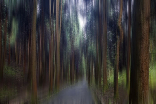 树林