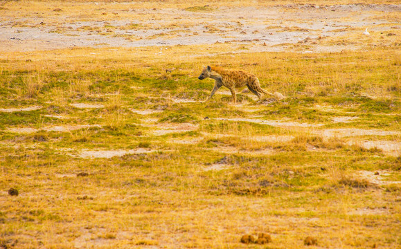 非洲二哥鬣狗