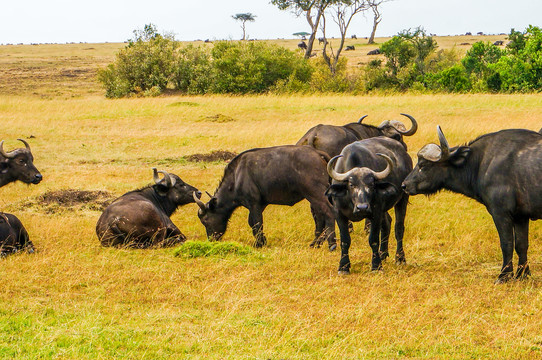 非洲草原水牛