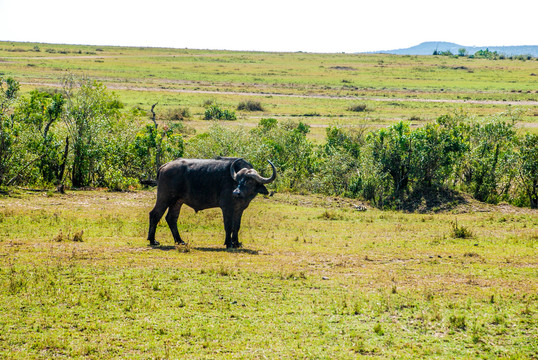 非洲草原水牛