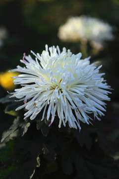 细丝菊花