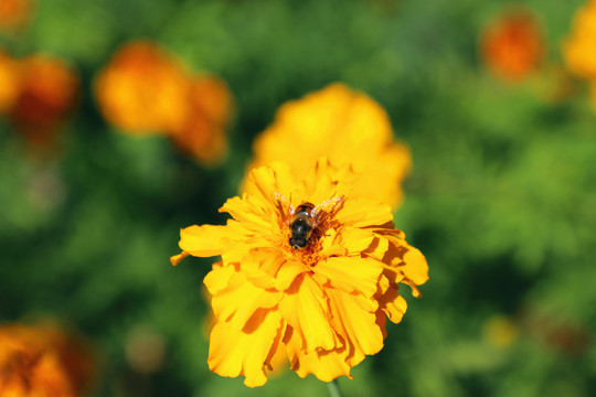 花丛中的蜜蜂