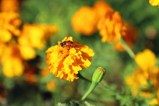花中蜜蜂