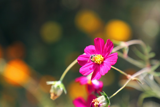 格桑花特写