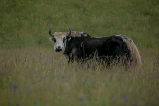 草原的牦牛