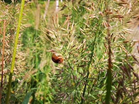 芦苇上的小蜗牛