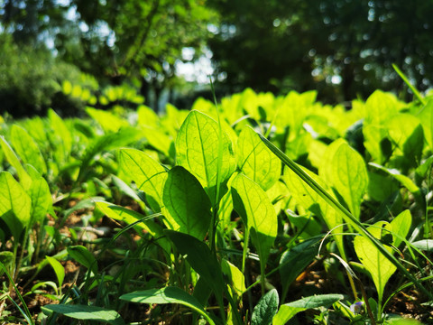 野菜