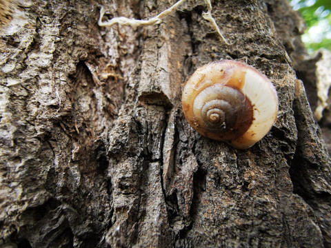 树干上的蜗牛壳