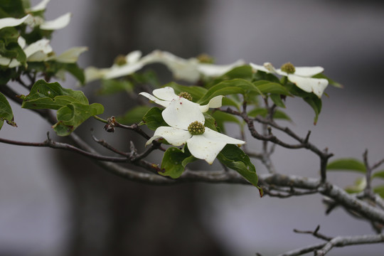 大花四照花