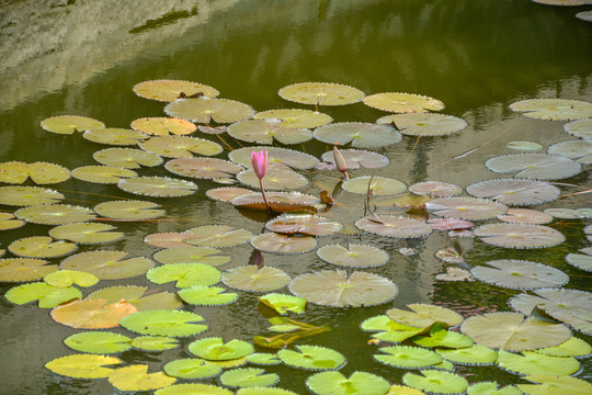 莲花
