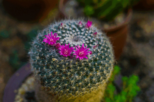 仙人球开花