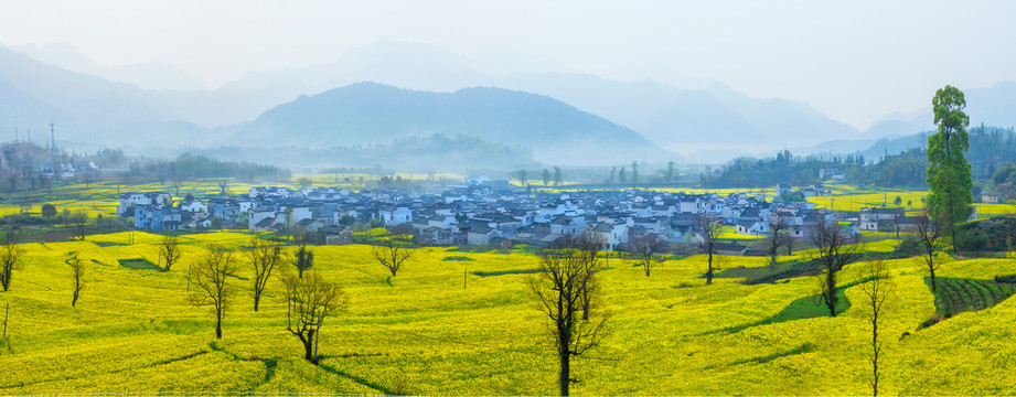 安徽卢村春天油菜花开