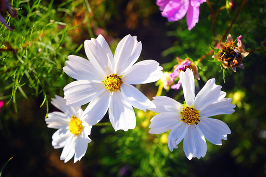 格桑花