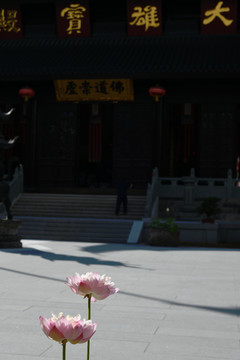 上海玉佛寺景观