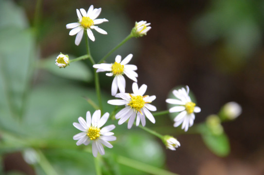 青菀紫茜