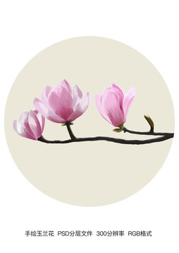 玉兰花