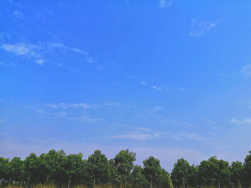 蓝天白云下的树