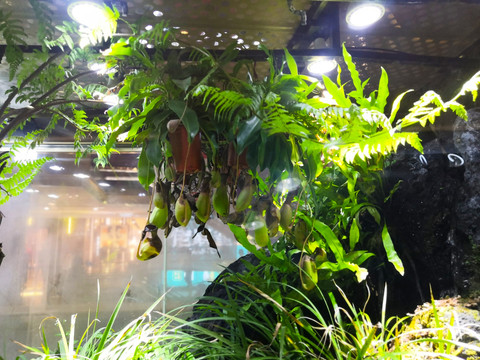 植物