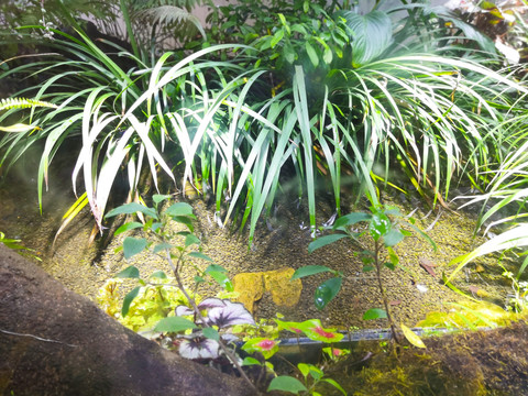 植物