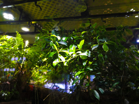 植物