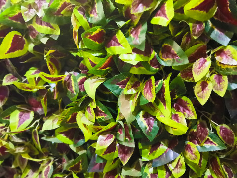 植物墙
