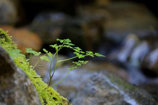 植物