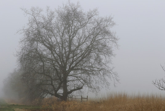 大雾中的树