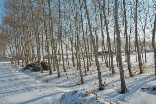 雪景