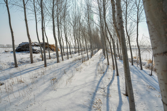 雪景