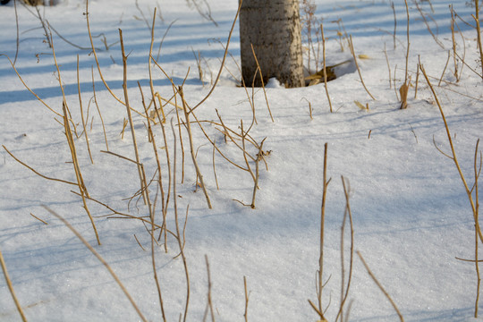 雪地