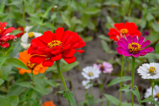 百日菊