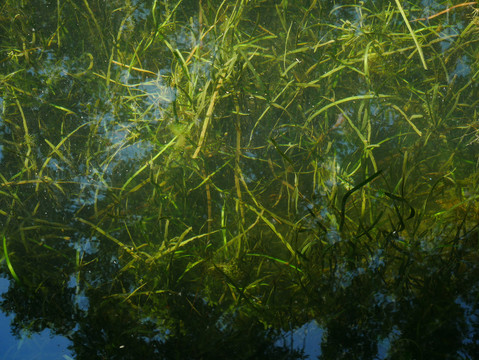 水中水草
