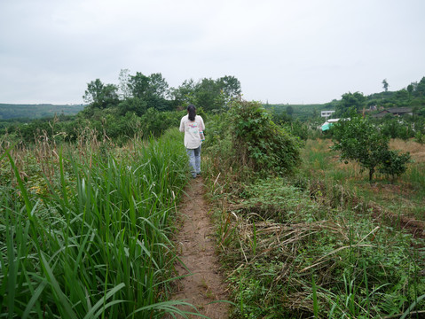 乡村小道