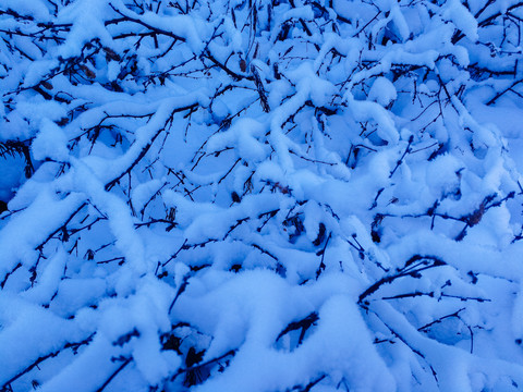 冬季落雪的树枝