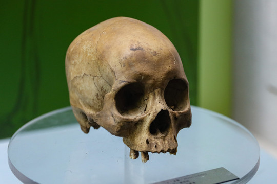 远古人类头骨化石