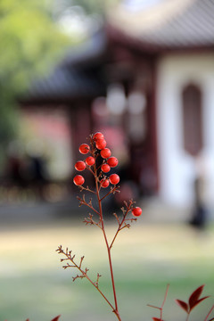 一簇红实印庭院