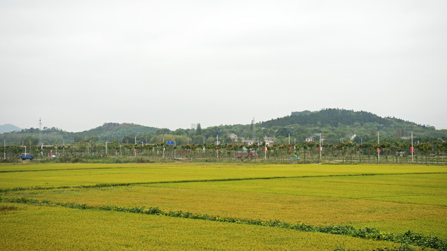 田野