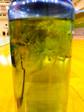 菊花茶