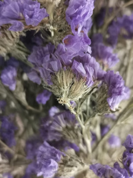 紫色干花