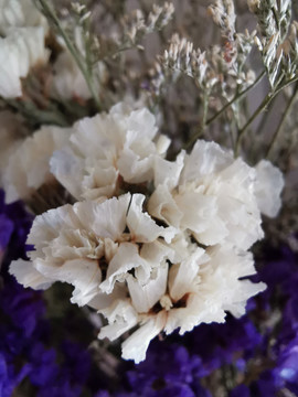 白色干花