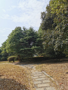树林