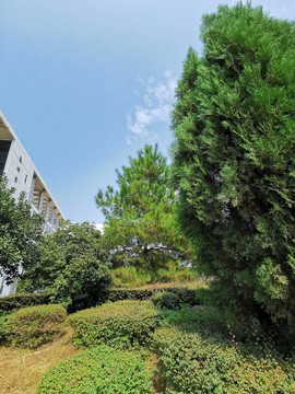 大学绿化