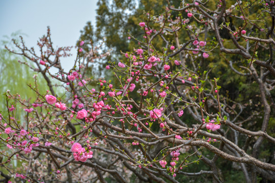 重瓣榆叶梅