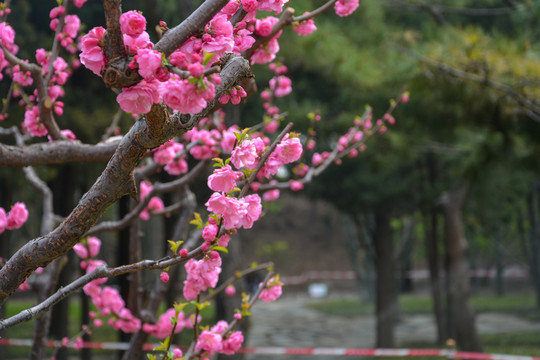 重瓣榆叶梅