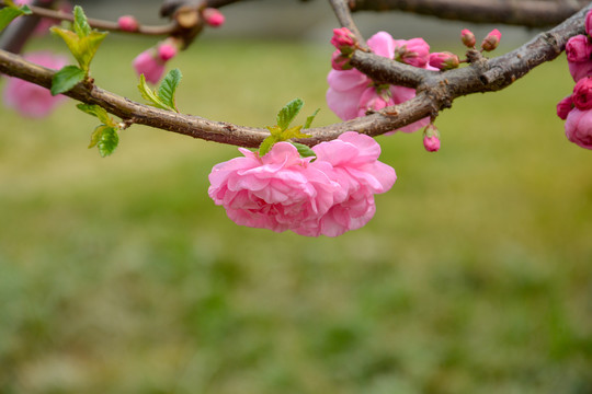 重瓣榆叶梅