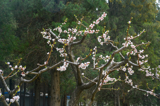 白花山碧桃